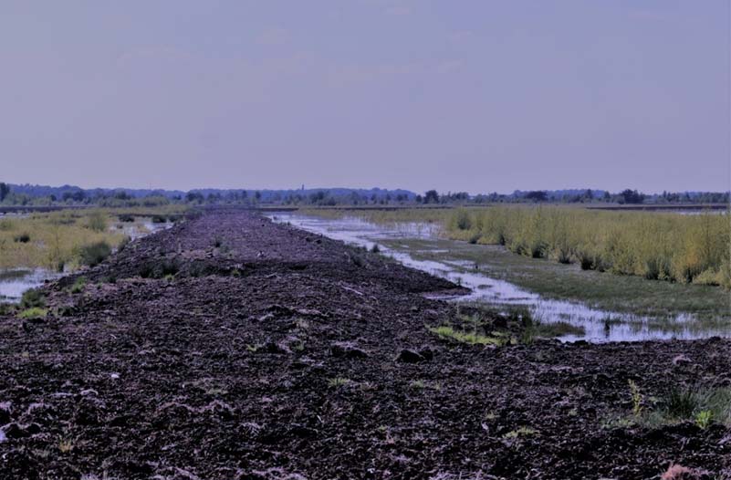 Drassig Veenlandschap